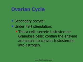 Ovarian Cycle Secondary oocyte: Under FSH stimulation: Theca cells secrete testosterone. Granulosa cells: contain the enzyme aromatase to convert testosterone into estrogen. www.freelivedoctor.com 