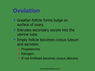 Ovulation  Graafian follicle forms bulge on surface of ovary. Extrudes secondary oocyte into the uterine tube. Empty follicle becomes corpus luteum and secretes: Progesterone. Estrogen. If not fertilized becomes corpus albicans. www.freelivedoctor.com 