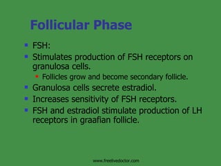Follicular Phase FSH: Stimulates production of FSH receptors on granulosa cells. Follicles grow and become secondary follicle. Granulosa cells secrete estradiol. Increases sensitivity of FSH receptors. FSH and estradiol stimulate production of LH receptors in graafian follicle. www.freelivedoctor.com 