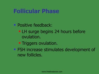 Follicular Phase Positive feedback: LH surge begins 24 hours before ovulation. Triggers ovulation. FSH increase stimulates development of new follicles. www.freelivedoctor.com 