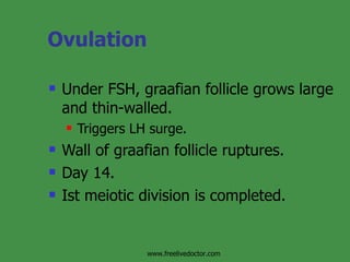 Ovulation Under FSH, graafian follicle grows large and thin-walled. Triggers LH surge. Wall of graafian follicle ruptures. Day 14. Ist meiotic division is completed. www.freelivedoctor.com 