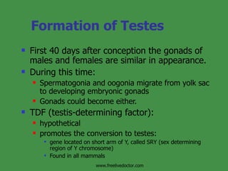 Formation of Testes First 40 days after conception the gonads of males and females are similar in appearance. During this time: Spermatogonia and oogonia migrate from yolk sac to developing embryonic gonads Gonads could become either. TDF (testis-determining factor): hypothetical promotes the conversion to testes: gene located on short arm of Y, called SRY (sex determining region of Y chromosome) Found in all mammals www.freelivedoctor.com 