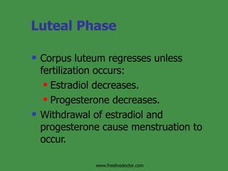 Luteal Phase Corpus luteum regresses unless fertilization occurs:  Estradiol decreases. Progesterone decreases. Withdrawal of estradiol and progesterone cause menstruation to occur.  www.freelivedoctor.com 