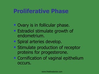 Proliferative Phase Ovary is in follicular phase. Estradiol stimulate growth of endometrium. Spiral arteries develop. Stimulate production of receptor proteins for progesterone. Cornification of vaginal epithelium occurs. www.freelivedoctor.com 