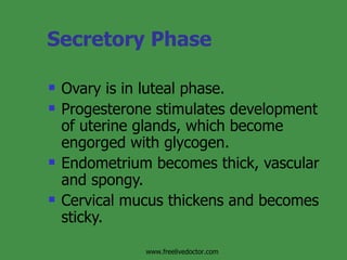 Secretory Phase Ovary is in luteal phase. Progesterone stimulates development of uterine glands, which become engorged with glycogen. Endometrium becomes thick, vascular and spongy. Cervical mucus thickens and becomes sticky. www.freelivedoctor.com 