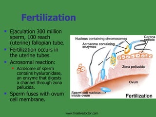 Fertilization Ejaculation 300 million sperm, 100 reach (uterine) fallopian tube. Fertilization occurs in the uterine tubes Acrosomal reaction: Acrosome of sperm contains hyaluronidase, an enzyme that digests a channel through zona pellucida. Sperm fuses with ovum cell membrane. www.freelivedoctor.com 