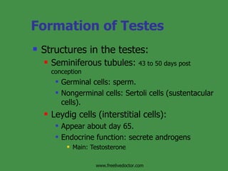 Formation of Testes Structures in the testes: Seminiferous tubules:  43 to 50 days post conception Germinal cells: sperm. Nongerminal cells: Sertoli cells (sustentacular cells). Leydig cells (interstitial cells):  Appear about day 65. Endocrine function: secrete androgens Main: Testosterone www.freelivedoctor.com 