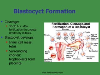 Blastocyct Formation Cleavage: 30-36 hrs. after fertilization the zygote divides by mitosis.  Blastocyst develops: Inner cell mass: fetus. Surrounding chorion: trophoblasts form placenta. www.freelivedoctor.com 