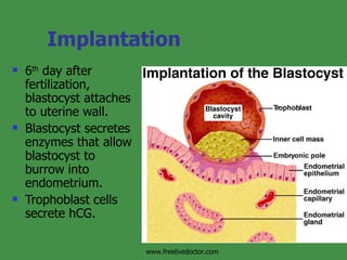 Implantation 6 th  day after fertilization, blastocyst attaches to uterine wall. Blastocyst secretes enzymes that allow blastocyst to burrow into endometrium. Trophoblast cells secrete hCG. www.freelivedoctor.com 