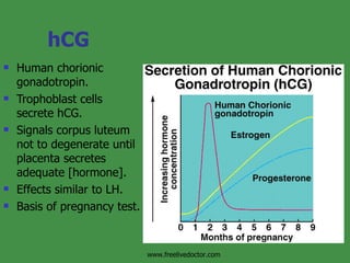 hCG Human chorionic gonadotropin. Trophoblast cells secrete hCG. Signals corpus luteum not to degenerate until placenta secretes adequate [hormone]. Effects similar to LH. Basis of pregnancy test. www.freelivedoctor.com 
