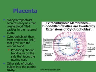 Placenta Syncytiotrophoblast secretes enzymes that create blood filled cavities in the maternal tissue. Cytotrophoblast then from projections (villi) that grow into the venous blood. Producing chorion frondosum on the side that faces the uterine wall. Other side of chorion bulges into the uterine cavity. www.freelivedoctor.com 