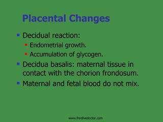 Placental Changes Decidual reaction: Endometrial growth. Accumulation of glycogen. Decidua basalis: maternal tissue in contact with the chorion frondosum. Maternal and fetal blood do not mix.  www.freelivedoctor.com 