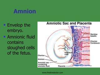Amnion Envelop the embryo. Amnionic fluid contains sloughed cells of the fetus. www.freelivedoctor.com 