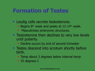Formation of Testes Leydig cells secrete testosterone. Begins 8 th  week and peaks at 12-14 th  week. Masculinizes embryonic structures. Testosterone then declines to very low levels until puberty. Decline occurs by end of second trimester Testes descend into scrotum shortly before birth. Temp about 3 degrees below internal temp 35 degrees C www.freelivedoctor.com 
