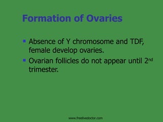 Formation of Ovaries Absence of Y chromosome and TDF, female develop ovaries. Ovarian follicles do not appear until 2 nd  trimester. www.freelivedoctor.com 