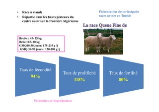 Présentation des principales
races ovines en Tunisie
Brebis : 45- 55 kg
Bélier:65- 80 kg
GMQ10-30 jours: 175-235 g /j
GMQ 30-90 jours : 130-200 g /j
• Race à viande
• Répartie dans les hauts plateaux du
centre ouest sur la frontière Algérienne
Taux de fécondité
94%
Taux de prolificité
118%
Taux de fertilité
80%
Paramètres de Reproductions
 
