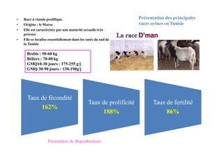 Présentation des principales
races ovines en Tunisie
Brebis : 50-60 kg
Béliers : 70-80 kg
GMQ10-30 jours : 175-255 g/j
GMQ 30-90 jours : 130-190g/j
• Race à viande prolifique
• Origine : le Maroc
• Elle est caractérisée par une maturité sexuelle très
précoce
• Elle se localise essentiellement dans les oasis du sud de
la Tunisie
Taux de fécondité
162%
Taux de prolificité
188%
Taux de fertilité
86%
Paramètres de Reproductions
 