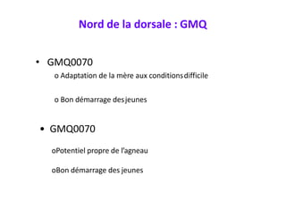 Nord de la dorsale : GMQ
• GMQ0070
o Adaptation de la mère aux conditionsdifficile
o Bon démarrage desjeunes
• GMQ0070
oPotentiel propre de l’agneau
oBon démarrage des jeunes
 