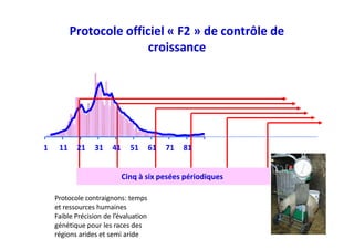 Protocole officiel « F2 » de contrôle de
croissance
1 11 21 31 41 51 61 71 81
Cinq à six pesées périodiques
Protocole contraignons: temps
et ressources humaines
Faible Précision de l’évaluation
génétique pour les races des
régions arides et semi aride
 