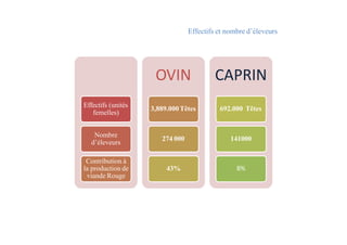 Effectifs et nombre d’éleveurs
Effectifs (unités
femelles)
3,889.000Têtes
OVIN CAPRIN
692.000 Têtes
Nombre
d’éleveurs
Contribution à
la production de
viande Rouge
274 000
43%
141000
8%
 
