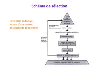 Schéma de sélection
Entreprise collective
autour d’une race et
des objectifs de sélection
 