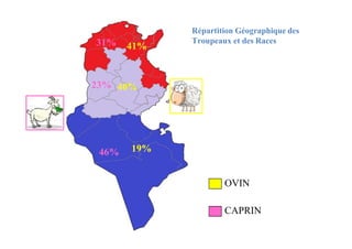 41%
31%
23% 40%
Répartition Géographique des
Troupeaux et des Races
19%
46%
OVIN
CAPRIN
 