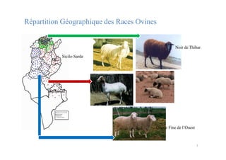 Répartition Géographique des Races Ovines
Sicilo-Sarde
Noir de Thibar
7
Queue Fine de l’Ouest
Barbarine
 