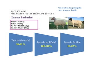 Présentation des principales
races ovines en Tunisie
Brebis : 40- 50 kg
Bélier: 60-70 kg
GMQ10-30 : 165-230g/j
GMQ30-90 :130-190g/j
RACE À VIANDE
RÉPARTIE SUR TOUT LE TERRITOIRE TUNISIEN
Taux de fécondité
90-91%
Taux de prolificité
105-110%
Taux de fertilité
81-87%
 