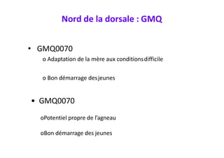 Nord de la dorsale : GMQ
• GMQ0070
o Adaptation de la mère aux conditionsdifficile
o Bon démarrage desjeunes
• GMQ0070
oPo...