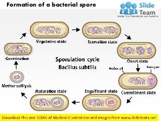 Formation of a bacterial spore
 