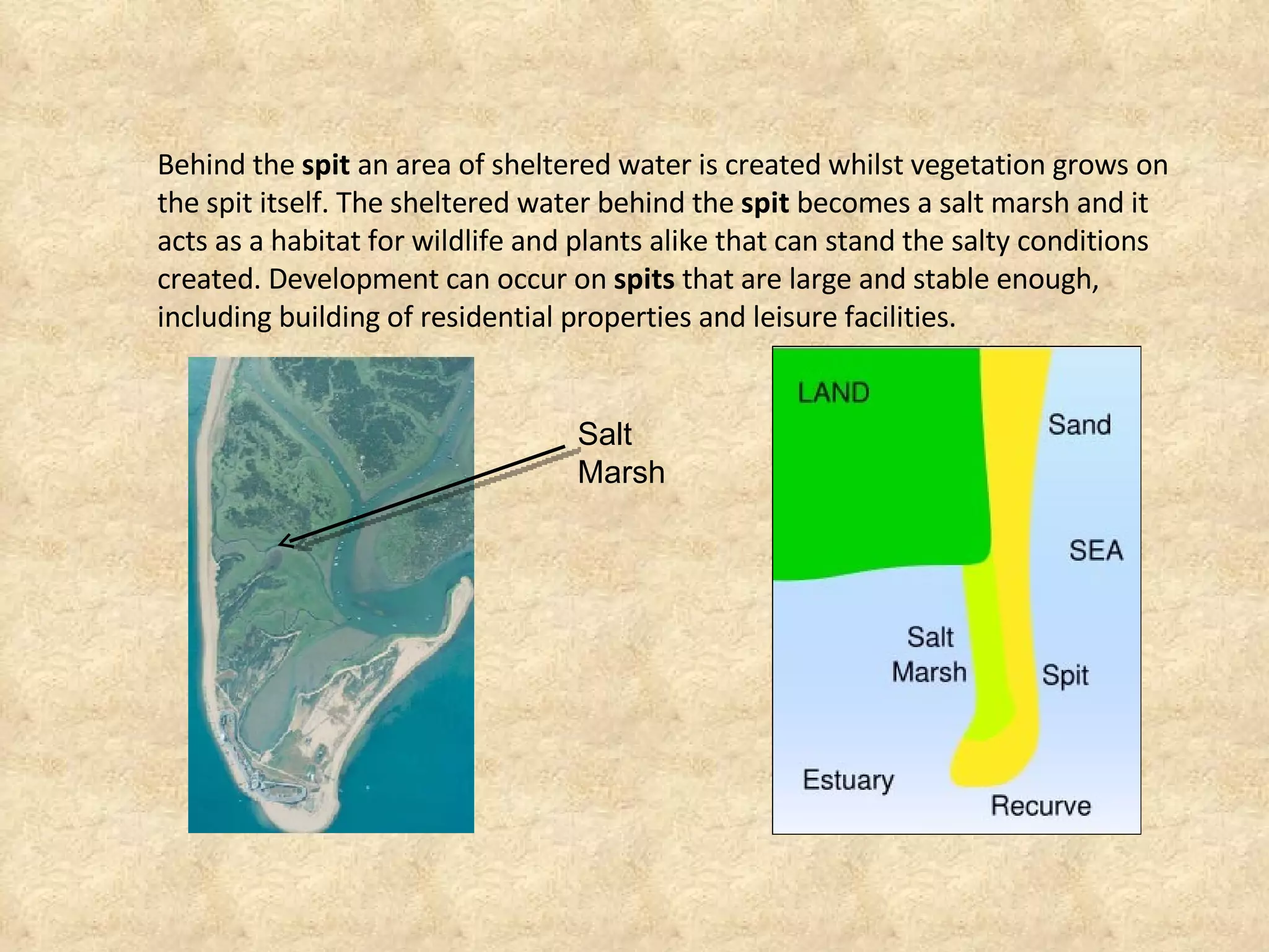 Behind the  spit  an area of sheltered water is created whilst vegetation grows on the spit itself. The sheltered water behind the  spit  becomes a salt marsh and it acts as a habitat for wildlife and plants alike that can stand the salty conditions created. Development can occur on  spits  that are large and stable enough, including building of residential properties and leisure facilities. Salt Marsh 