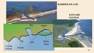 31
BARRIER ISLAND
ESTUARY
SYSTEM
 