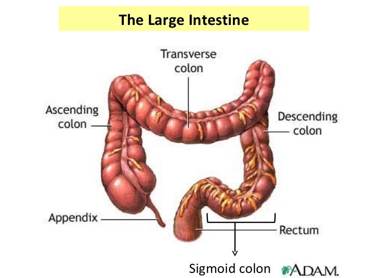 Formation of faeces and defecation