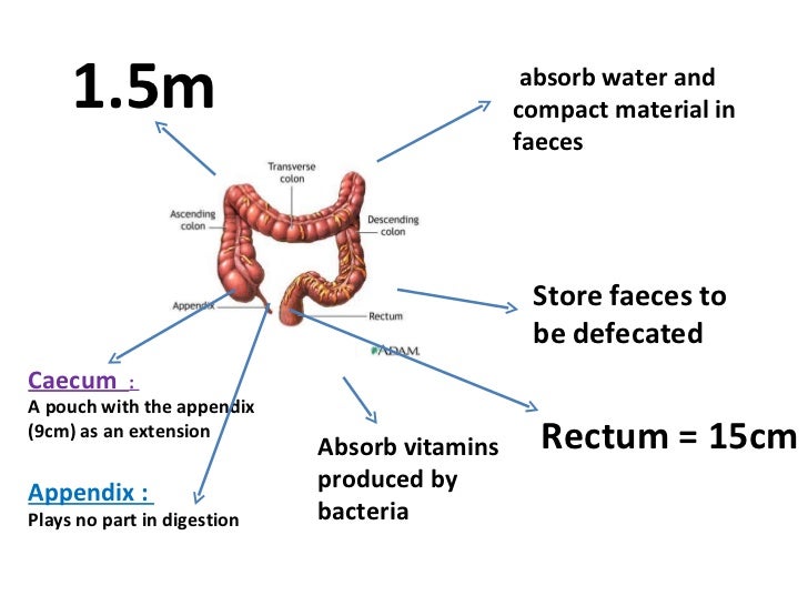 Formation of faeces and defecation