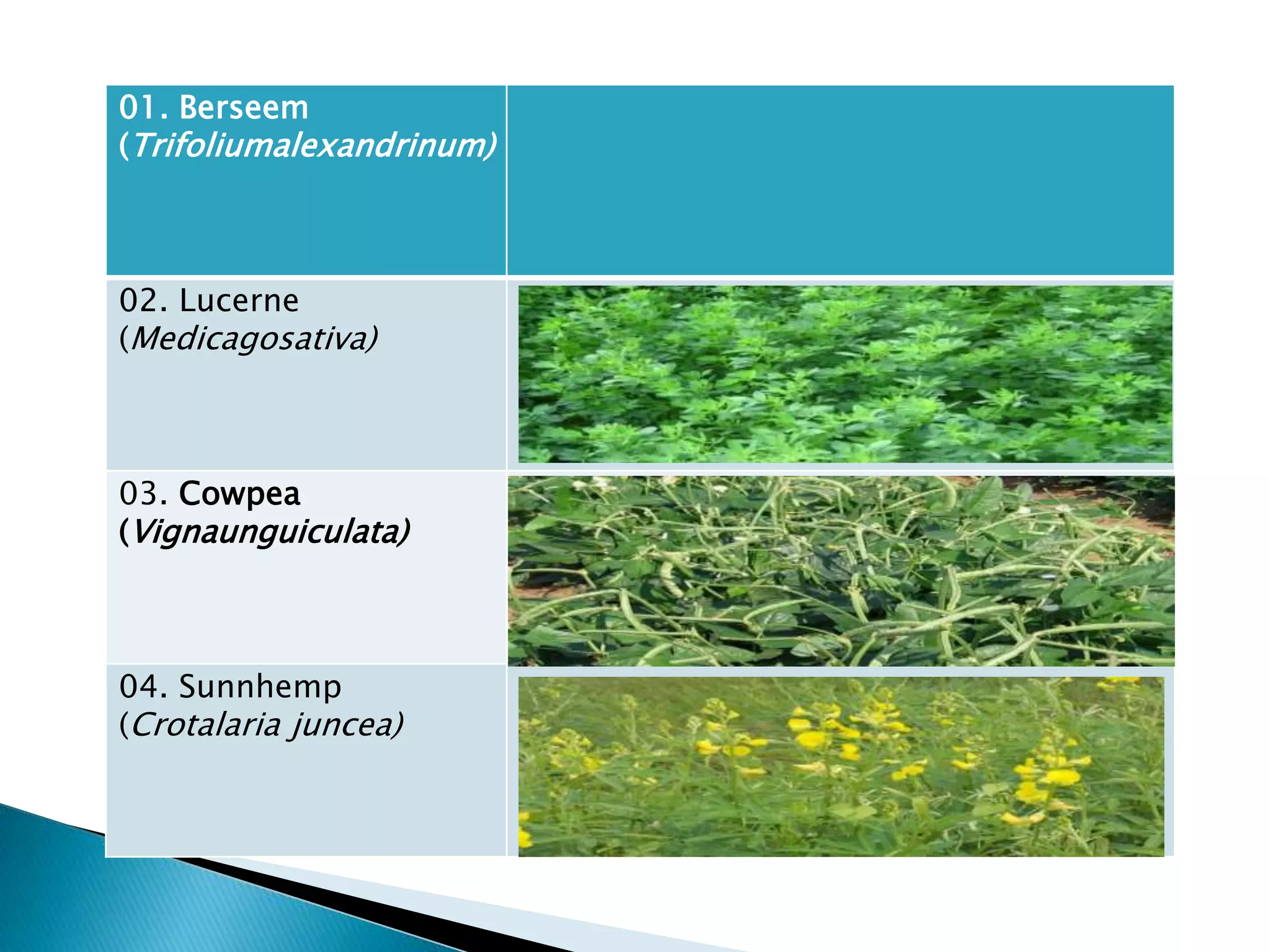 Formation of ration and feeding of sheep and goat during diff pahases ...