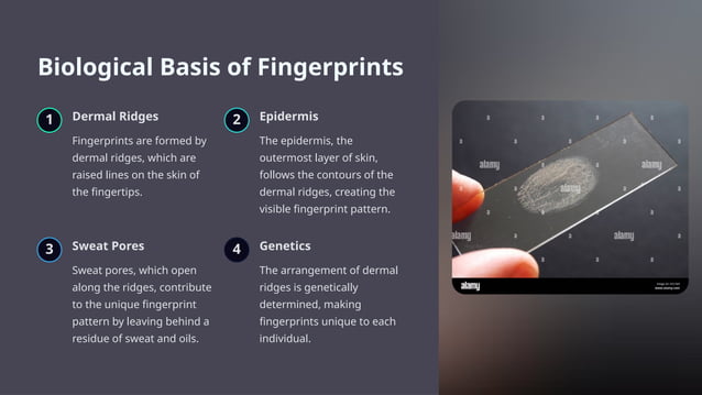 Formation_of_ridges,_ridge_counting,_podogram[1].pptx | Free Download