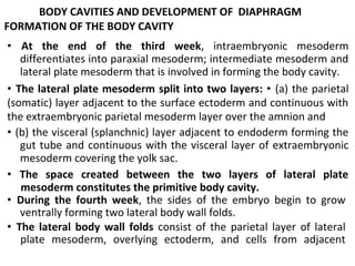 BODY CAVITIES AND DEVELOPMENT OF DIAPHRAGM
FORMATION OF THE BODY CAVITY
• At the end of the third week, intraembryonic mesoderm
differentiates into paraxial mesoderm; intermediate mesoderm and
lateral plate mesoderm that is involved in forming the body cavity.
• The lateral plate mesoderm split into two layers: • (a) the parietal
(somatic) layer adjacent to the surface ectoderm and continuous with
the extraembryonic parietal mesoderm layer over the amnion and
• (b) the visceral (splanchnic) layer adjacent to endoderm forming the
gut tube and continuous with the visceral layer of extraembryonic
mesoderm covering the yolk sac.
• The space created between the two layers of lateral plate
mesoderm constitutes the primitive body cavity.
• During the fourth week, the sides of the embryo begin to grow
ventrally forming two lateral body wall folds.
• The lateral body wall folds consist of the parietal layer of lateral
plate mesoderm, overlying ectoderm, and cells from adjacent
 
