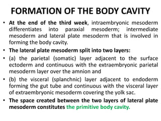 Formation of the body cavities