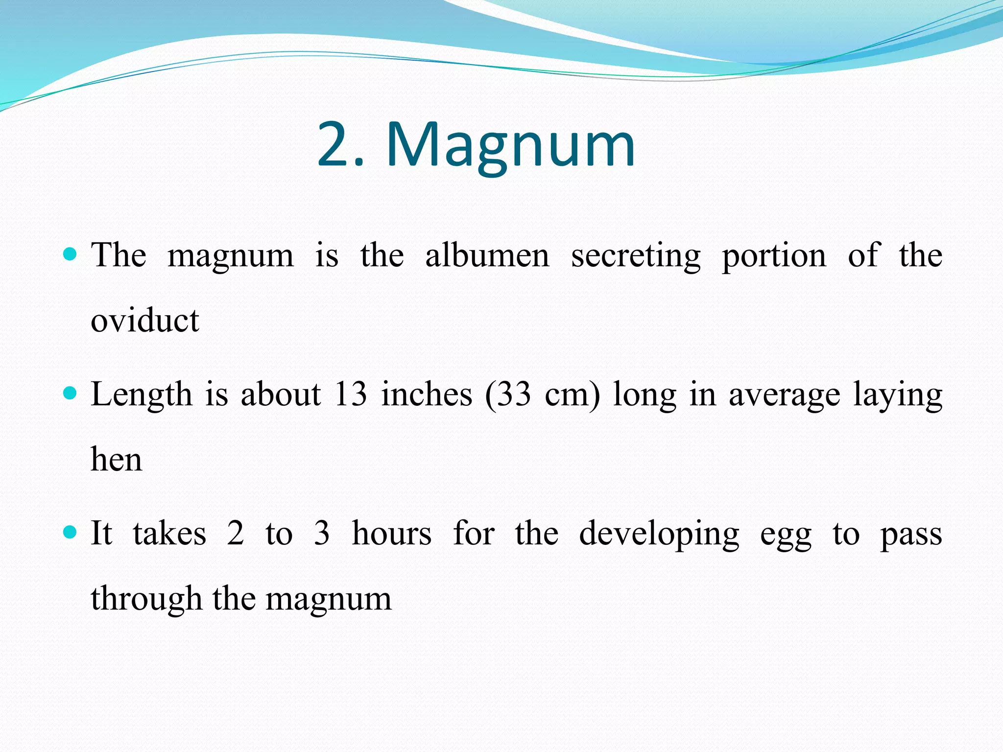 2. Magnum
 The magnum is the albumen secreting portion of the
oviduct
 Length is about 13 inches (33 cm) long in average laying
hen
 It takes 2 to 3 hours for the developing egg to pass
through the magnum
 