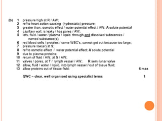 Formation of tissue fluid