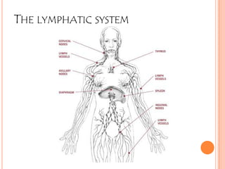 THE LYMPHATIC SYSTEM