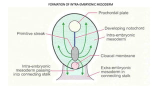 FORMATION OF TISSUES OF THE BODY (EMBRYOLOGY PRESENTATION).pptx