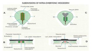 FORMATION OF TISSUES OF THE BODY (EMBRYOLOGY PRESENTATION).pptx