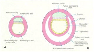 Tissue Formatipo FORMATION OF TISSUES OF THE BODY (EMBRYOLOGY PRESENTATION).pptx