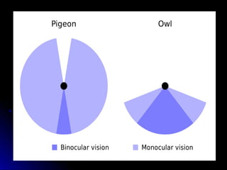 Vision Formation Formation of vision | PPT