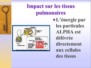 Impact sur les tissus
pulmonaires
♦L’énergie par
les particules
ALPHA est
délivrée
directement
aux cellules
des tissus
 
