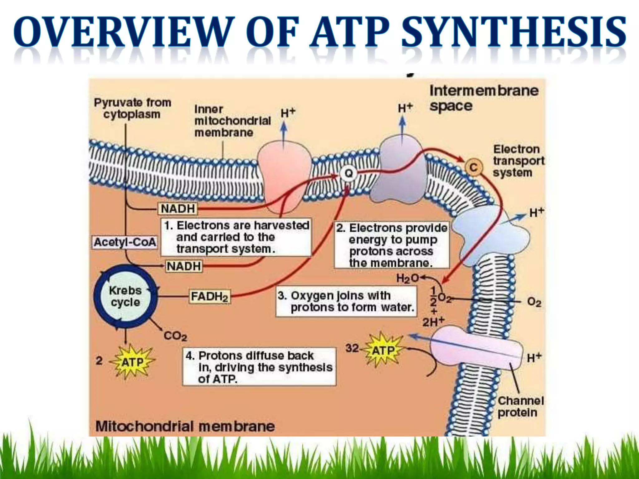 FORMATION & ROLE OF ATP, CREATINE PHOSPAHTE | PPTX