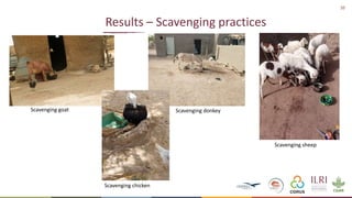Formative Research- Animal-Inclusive Community Led Total Sanitation Project―Preliminary findings and implications