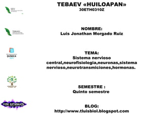 TEBAEV «HUILOAPAN» 30ETH0310Z NOMBRE: Luis Jonathan Morgado Ruiz TEMA: Sistema nervioso central,neurofisiologia,neuronas,sistema nervioso,neurotransmiciones,hormonas.  SEMESTRE : Quinto semestre  BLOG: http://www.tluisbiol.blogspot.com 