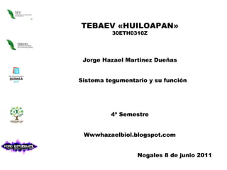 TEBAEV «HUILOAPAN» 30ETH0310Z Jorge Hazael Martinez Dueñas Sistema tegumentario y su función 4º Semestre Wwwhazaelbiol.blogspot.com Nogales 8 de junio 2011 
